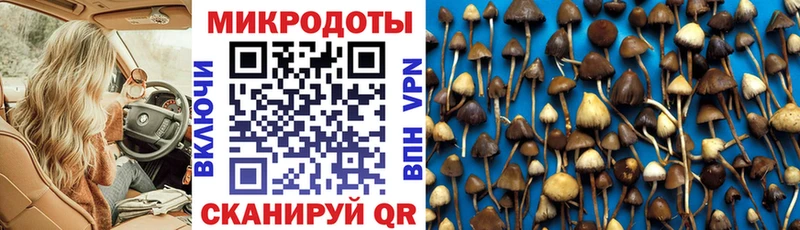 OMG ссылки  Ленинградская  Псилоцибиновые грибы мицелий 